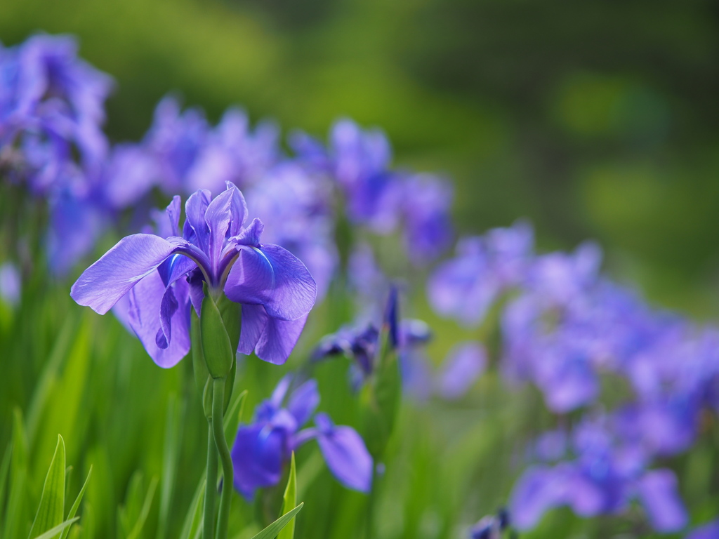 楽山園の燕子花