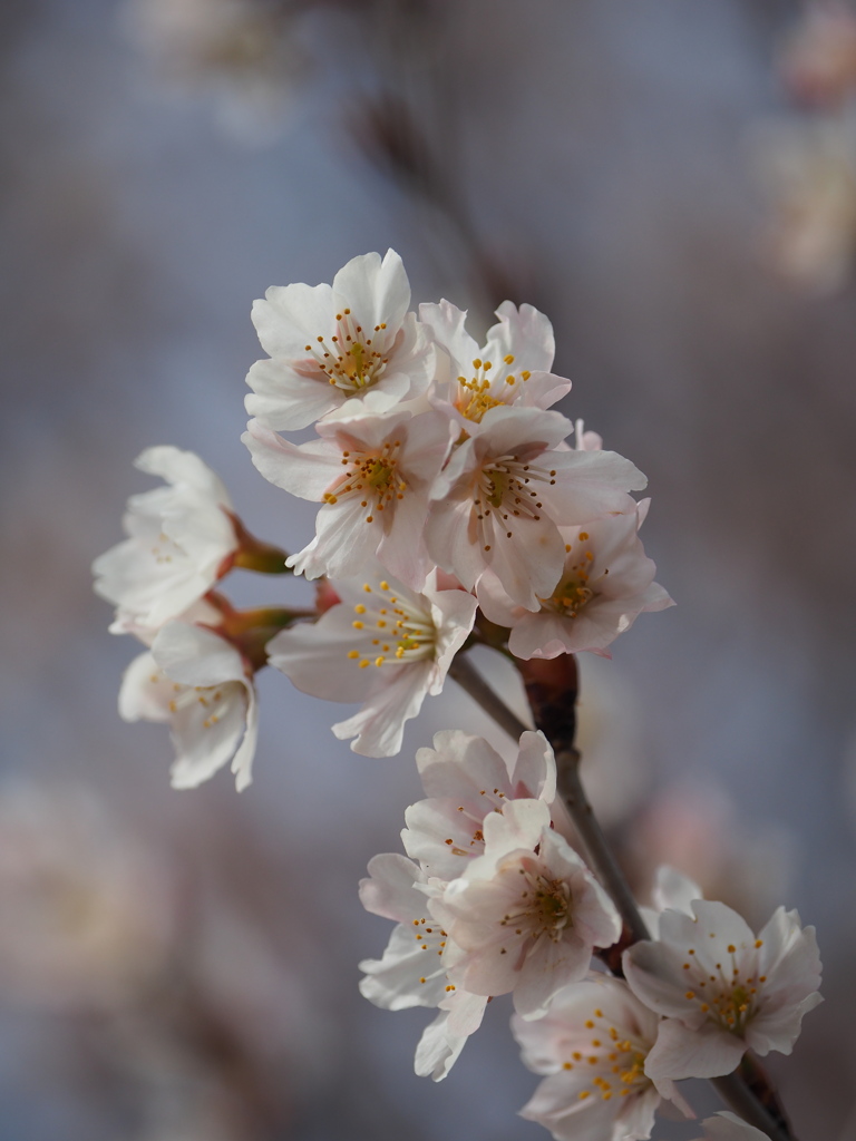 大寒桜