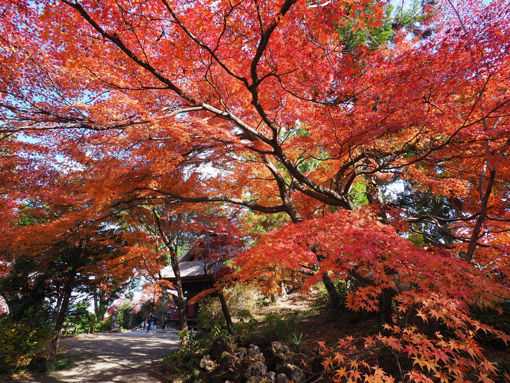 紅葉に包まれて