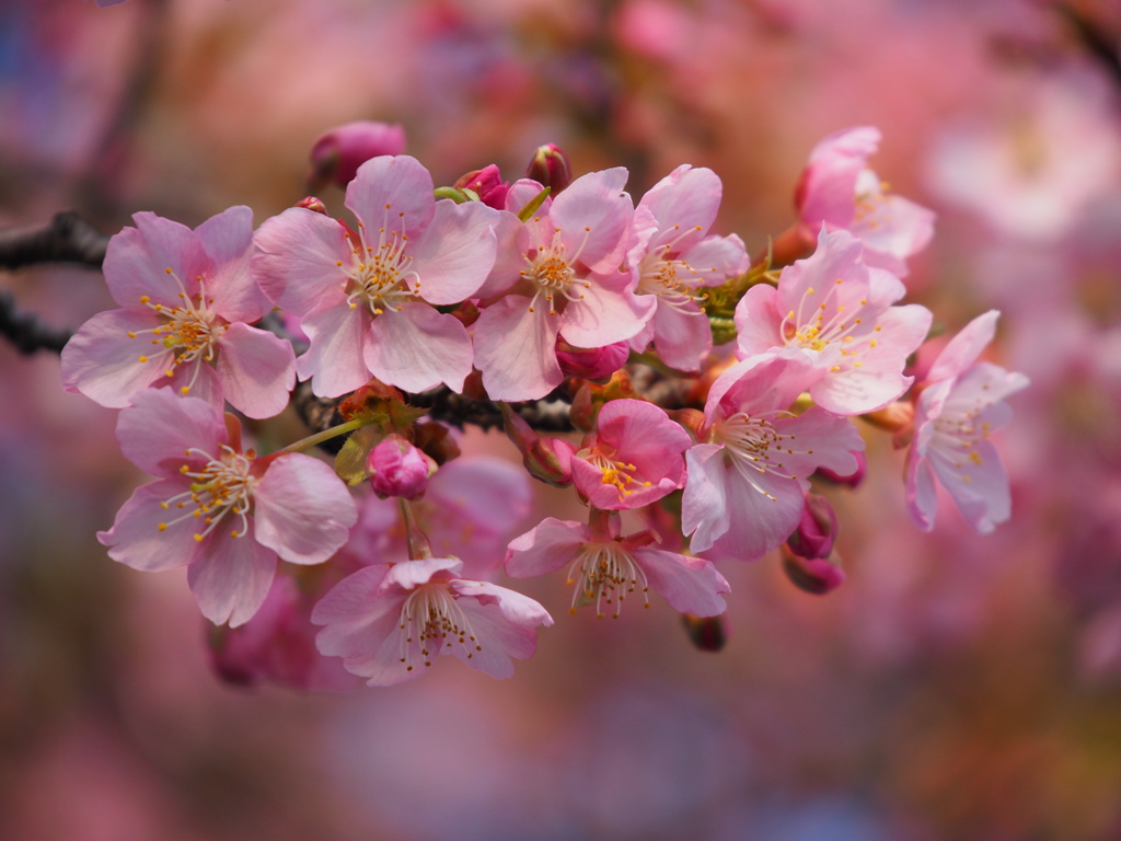 桃色の花