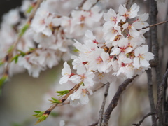 雨の枝垂れ桜
