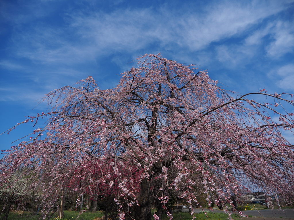 不動寺の枝垂れ桜