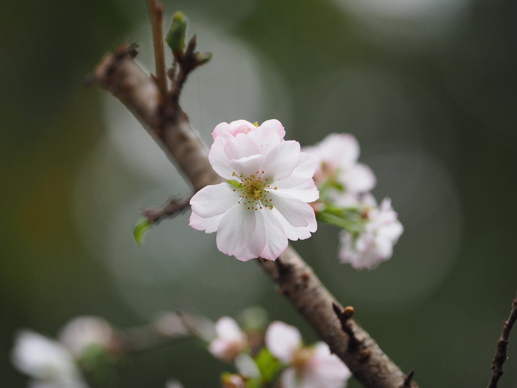 冬桜