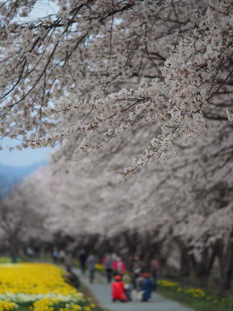 岩井の桜並木