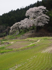 石墨棚田の春
