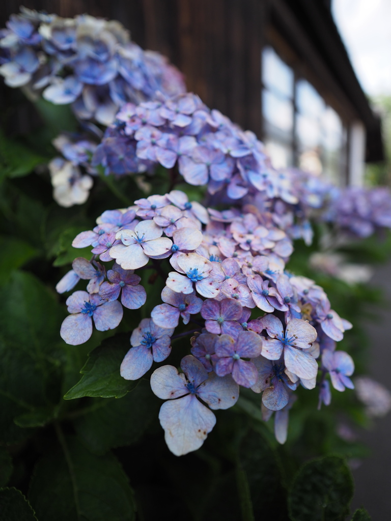 集落の紫陽花