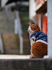 石段街の看板猫