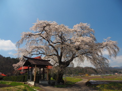 天照寺の枝垂れ桜