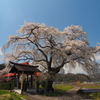 天照寺の枝垂れ桜