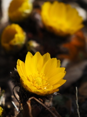 太陽をいっぱい