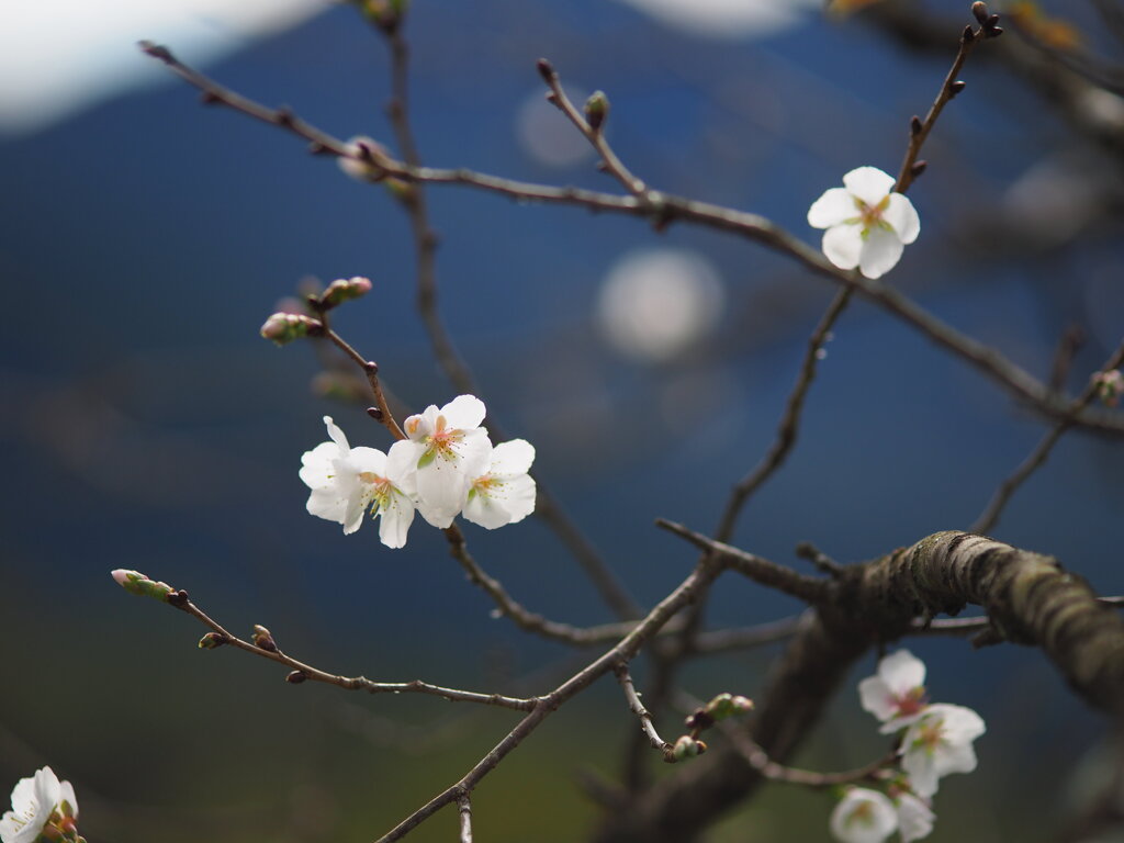 桜山公園の冬桜