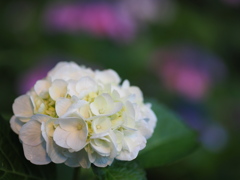 夕暮れの白紫陽花