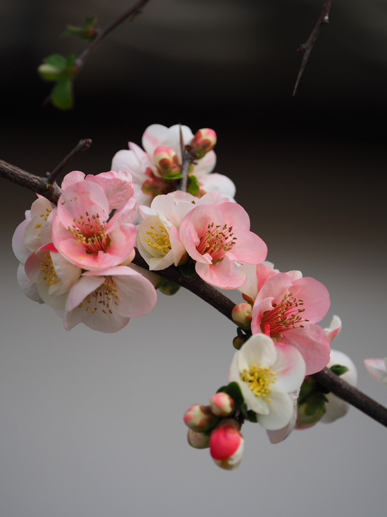 白壁に木瓜の花