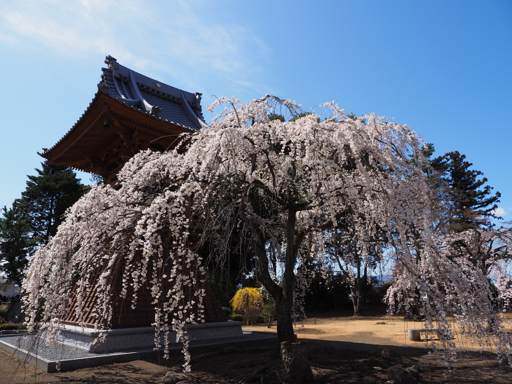 満開の枝垂れ桜