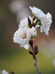 十月桜