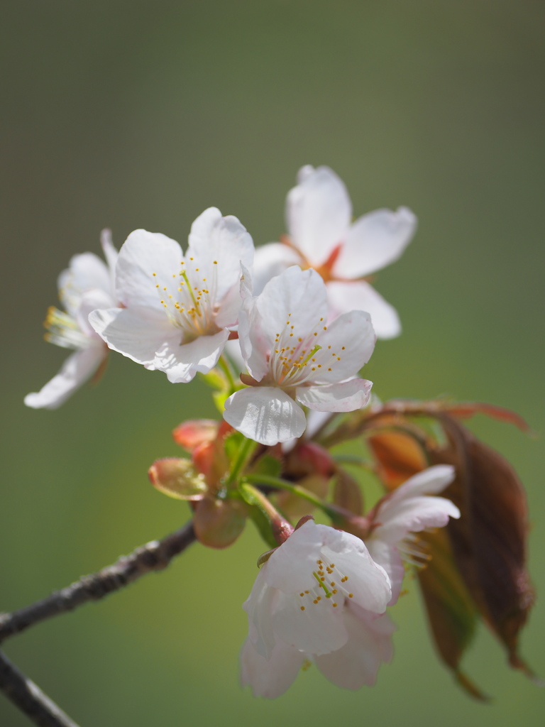 山桜