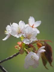 山桜