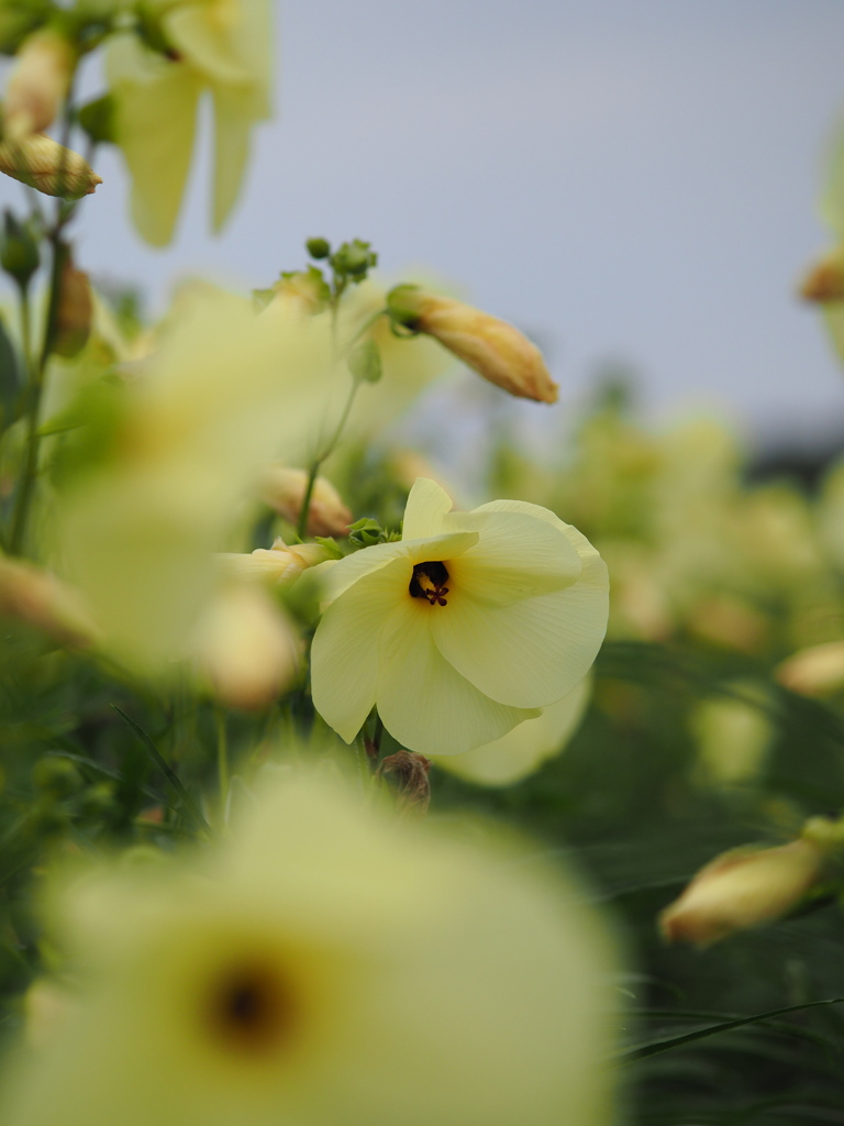 花オクラ