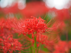 朱