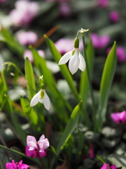 snowdrop