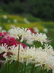棚田の曼珠沙華