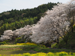 中後閑の桜並木