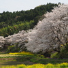 中後閑の桜並木