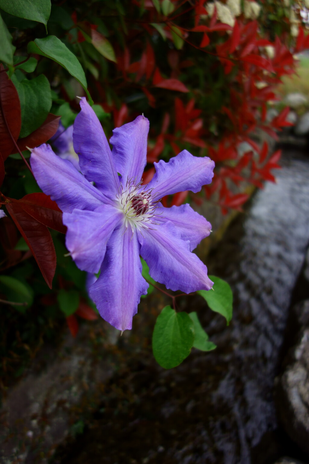 小堰の花