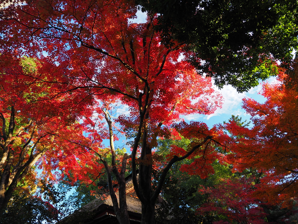 紅葉に包まれて