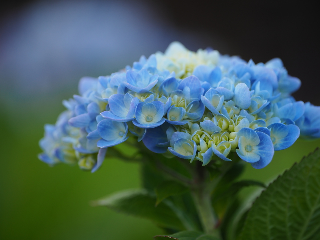 十月の紫陽花