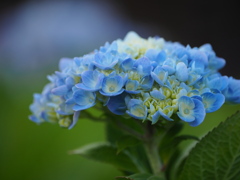 十月の紫陽花