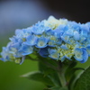 十月の紫陽花