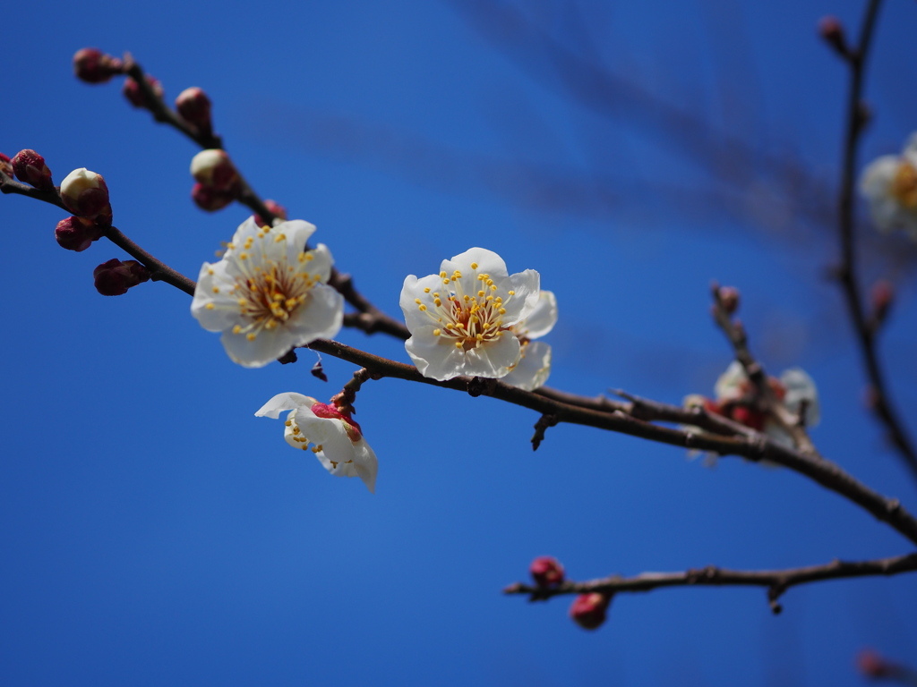 青空に白梅　Ⅲ