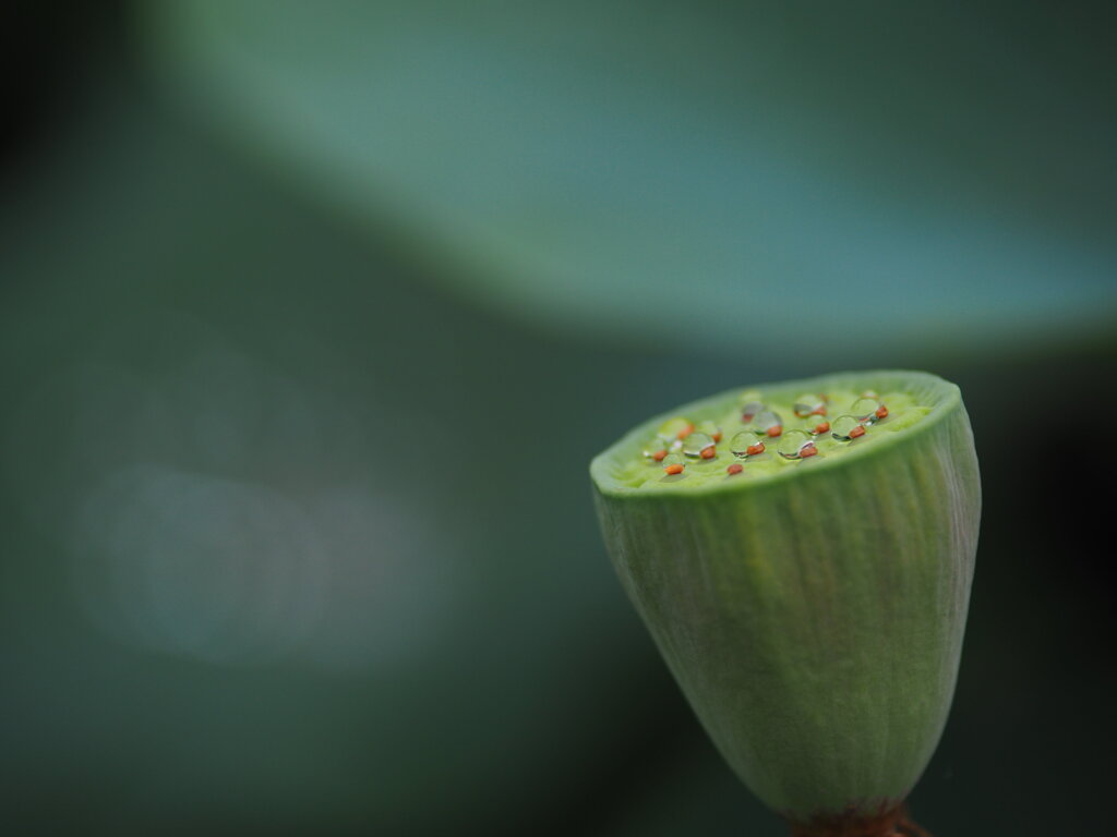 花托の水滴