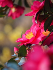山茶花と蝋梅