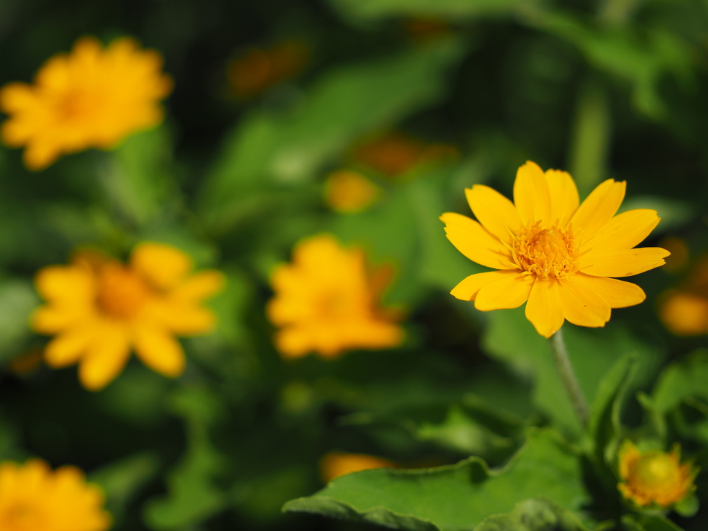 あなたはかわいい