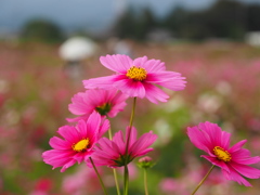 秋桜満開