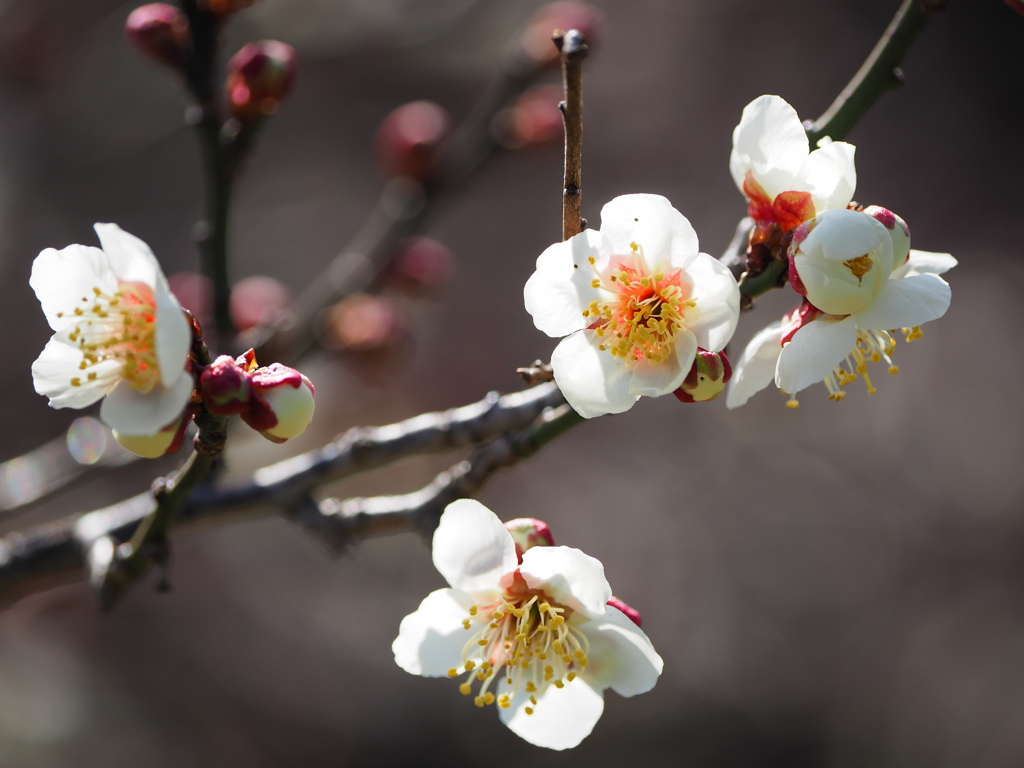 開花進む