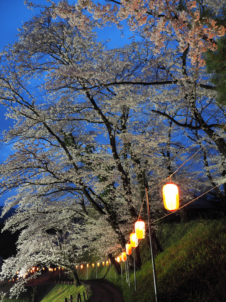 後閑城の夜桜　Ⅱ