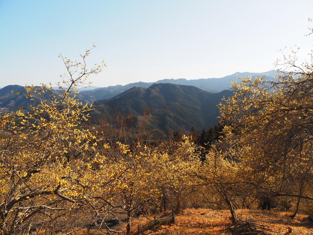 山上の蝋梅林