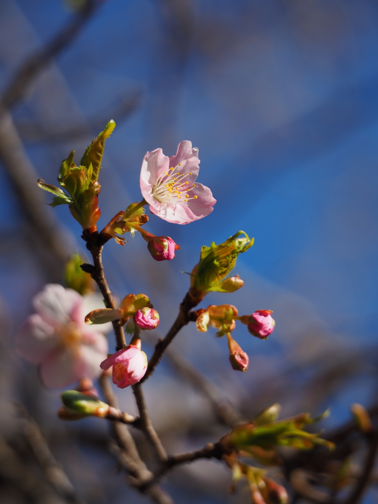 河津桜　Ⅱ