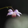 蓮華升麻