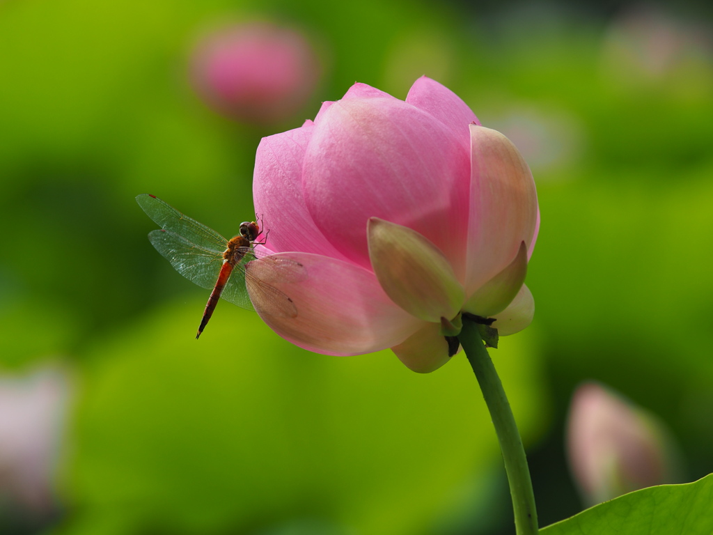 蓮に蜻蛉