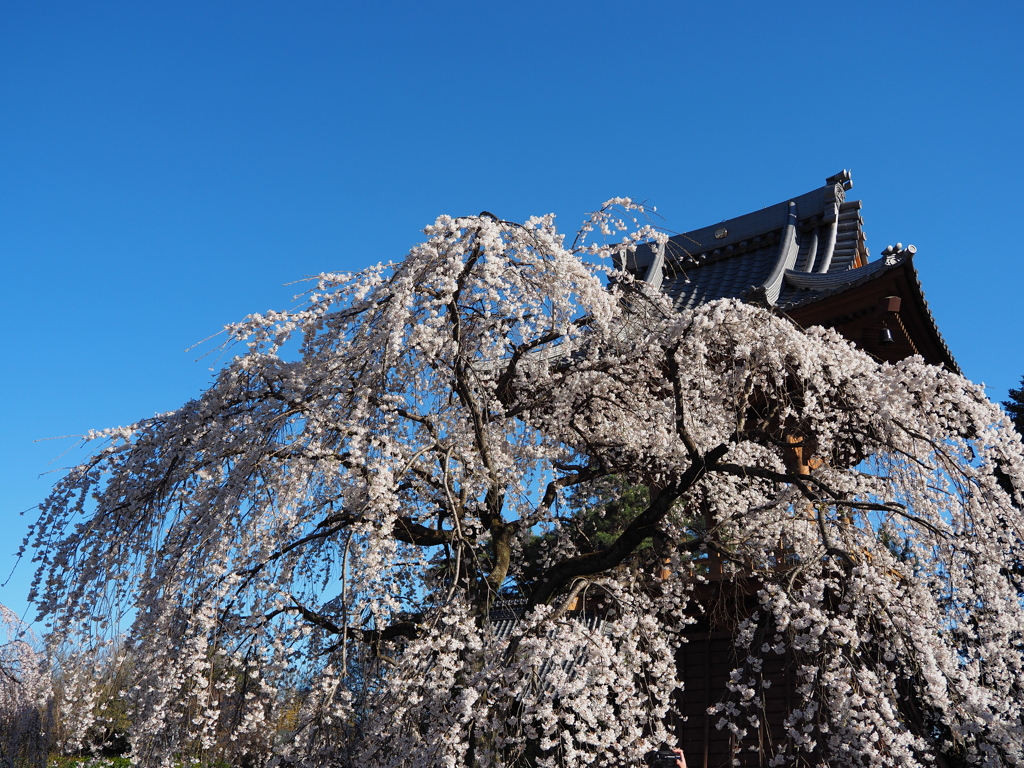 滝の慈眼寺　Ⅱ