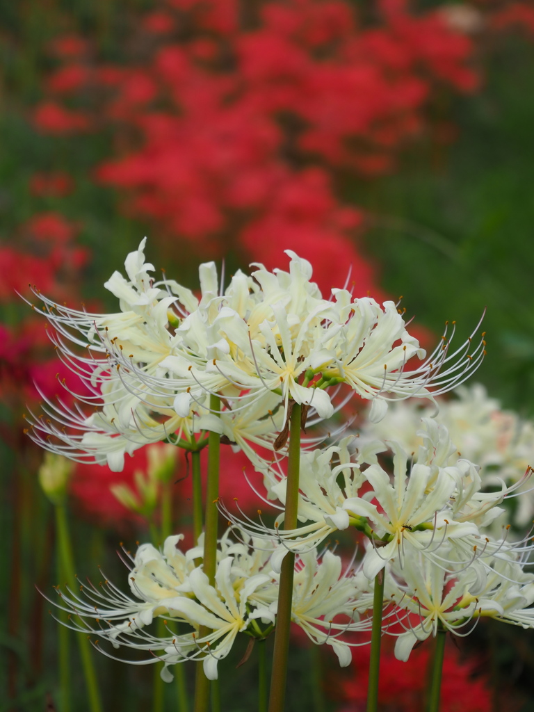 紅白の曼殊沙華