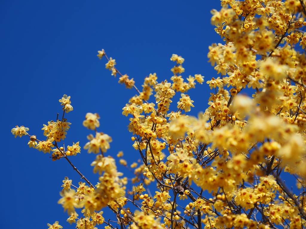 青空と蝋梅　Ⅲ