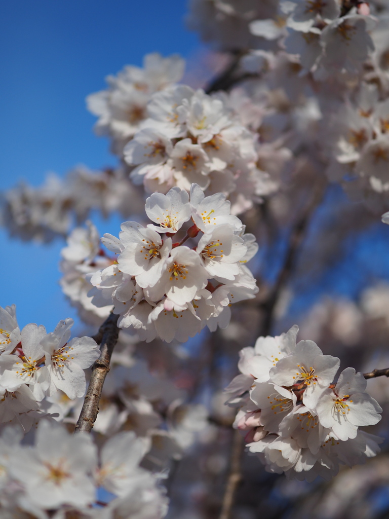 枝垂れ桜　Ⅱ