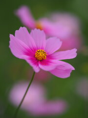 曇天の秋桜　Ⅵ