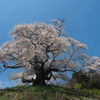 見上げた桜