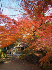 紅葉の錦